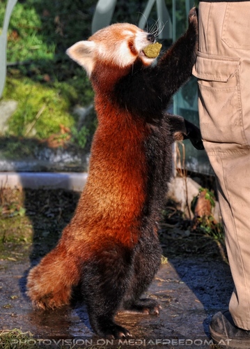 Rote Panda F�tterung 07