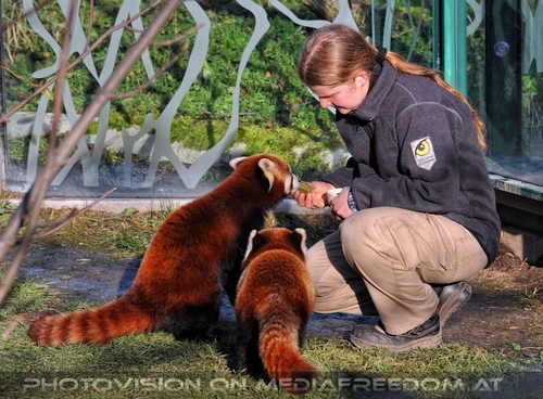 Rote Panda F�tterung 08