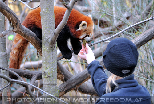 Rote Panda F�tterung 1