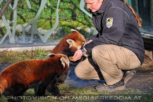 Rote Panda F�tterung 14