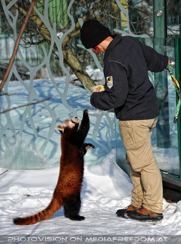 Rote Panda Mahlzeit 01