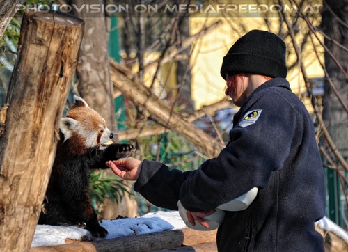 Rote Panda Mahlzeit 05