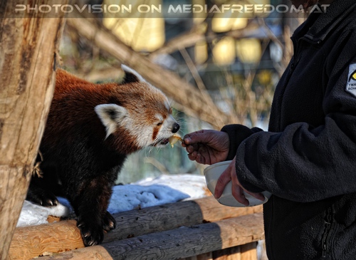 Rote Panda Mahlzeit 06