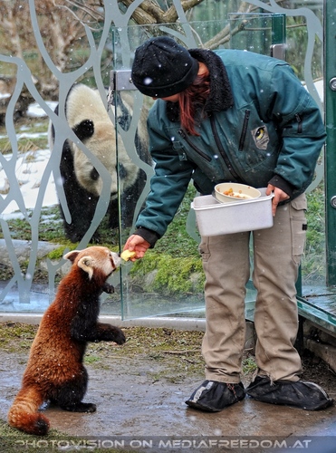 Roter Panda F�tterung 2