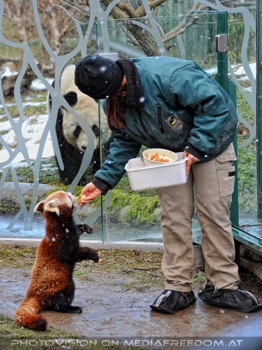 Roter Panda F�tterung 3