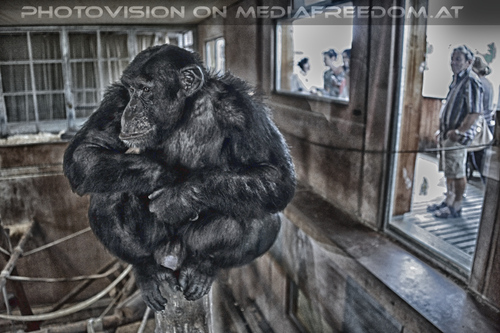 Affen Station 19: Schimpansen