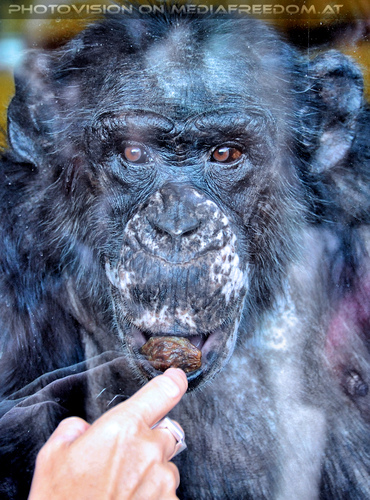 Affen Station 32: Schimpansen