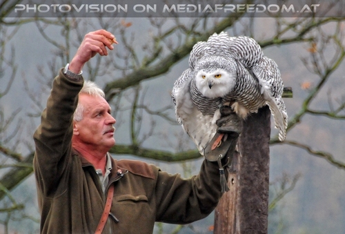 Flugshow 13: Schneeeule