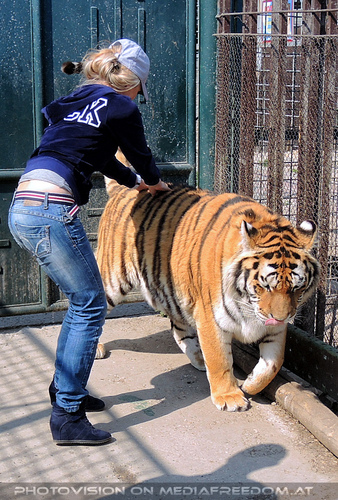 Sibirischer Tiger 15