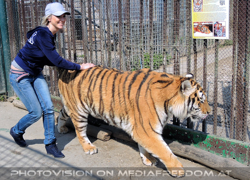 Sibirischer Tiger 16