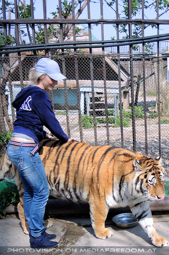 Sibirischer Tiger 18