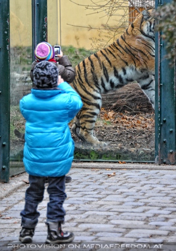 Fotomodell: Sibirischer Tiger