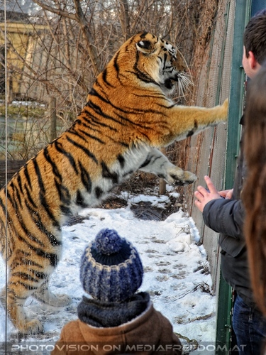 Sibirischer Tiger Winter 13