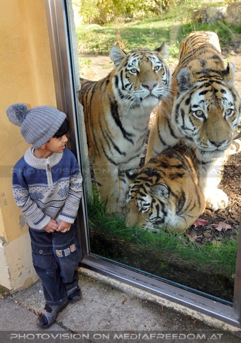 Der Sinn der Zoo Stars