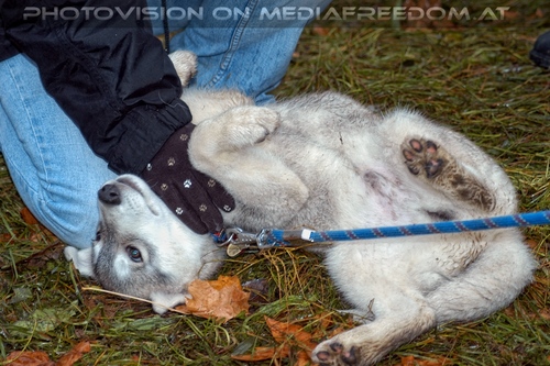 Wulfshill Husky Team 19