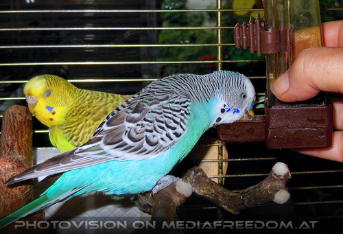 Sittich zu Hause 1: Speedy,Lucky