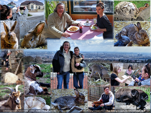 Tierische Fotoharmonie 