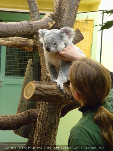 Koala F�tterung