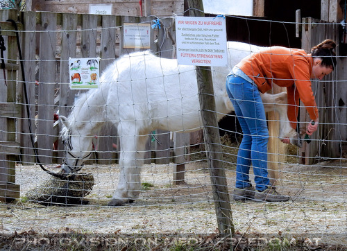 Tierische Einblicke 4