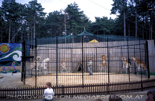 Tiger wei� und gold 08