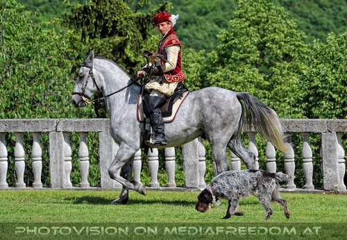 Greifvogel Vorf�hrung 26