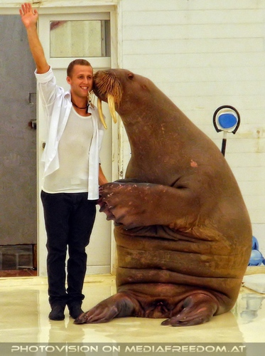 Walrus Show 02