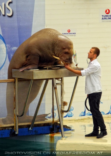 Walrus Show 03