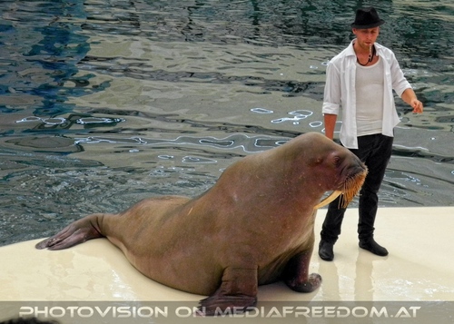 Walrus Show 04