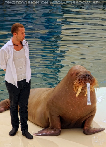 Walrus Show 07