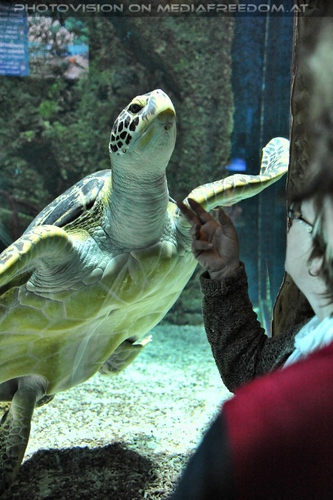 Puppi streicheln: Wasserschildkr�te