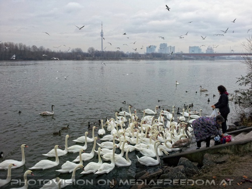 Wasserv�gel werden gef�ttert