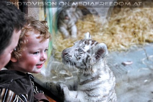 Wei�e Tigerbabys 20