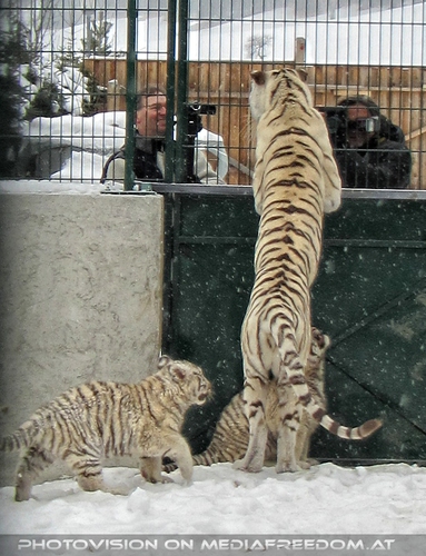 Winter dream - Pix 070