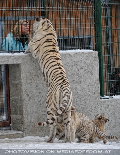 Winter dream - Pix 078