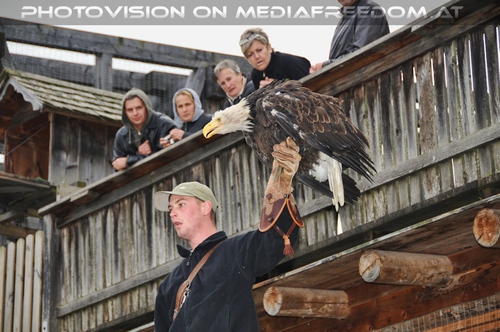 Wei�kopfseeadler auf der Faust