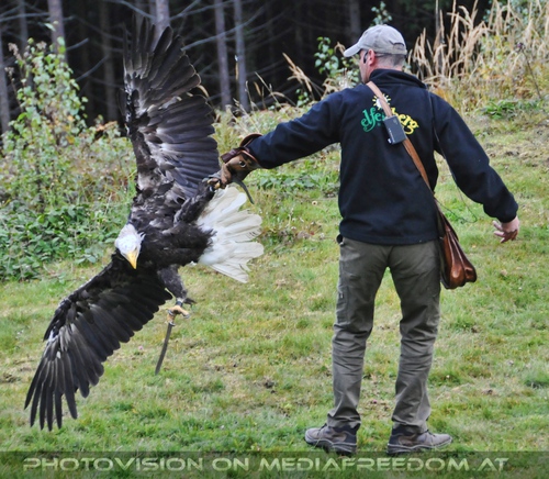 Wei�kopfseeadler Tanz