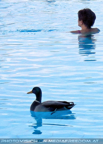 Baden wie die Enten 7