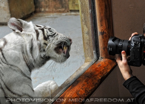 White Tiger Family 10