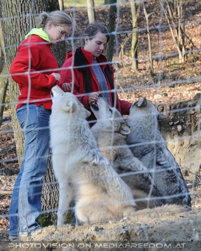 Die mit den W�lfen tanzen