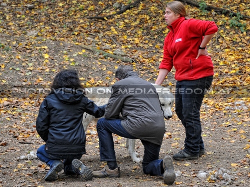 Wolf Science Center 03