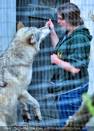 Wolf Science Center 06