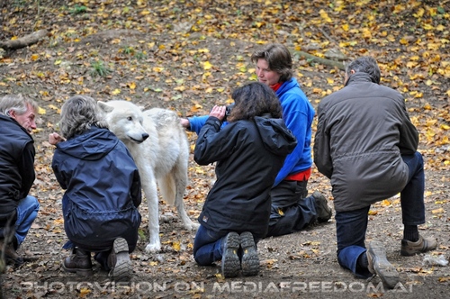 Wolf Science Center 07