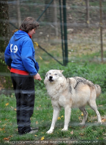 Wolf Science Center 11