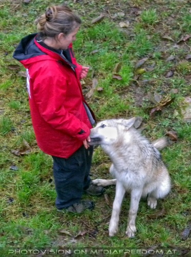Wolf Science Center 12