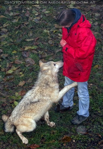 Wolf Science Center 15