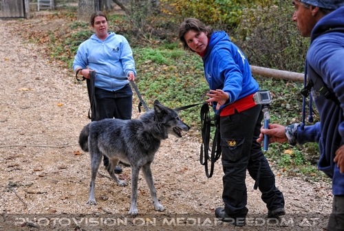 Wolf Science Center 18