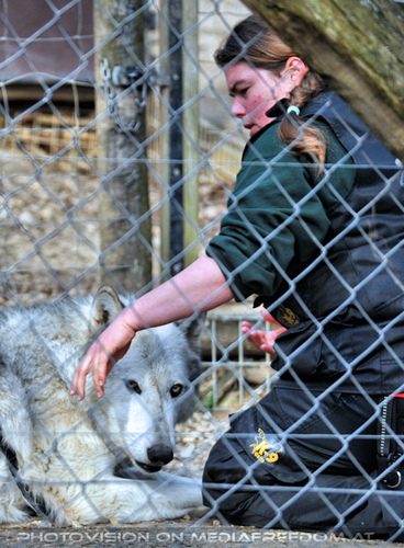 Wolf Science Center 33