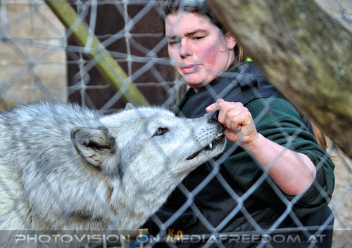 Wolf Science Center 34