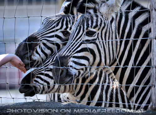 Zebras 3