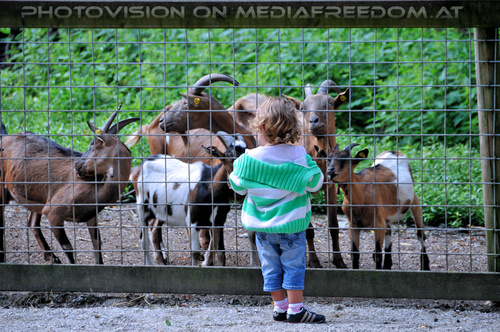 Ziegen 1